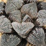 Haworthia 'Angel' Big Size Other