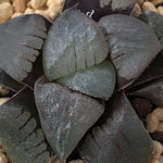 Haworthia Correcta 'Blue bird'