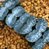 Haworthia Truncata 'Gankutsuou'