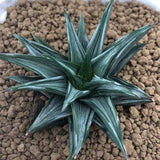 Haworthia Variegated Subgenus Hexanngularis 'Maboroshi-no-Tou'