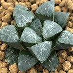 Haworthia Correcta 'White Monster God'