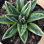 Haworthia Agave Victoriae-reginae 'Kizan'