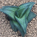 Haworthia Hard Leaf 'Suiga'