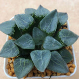 Haworthia Correcta  'Ready Stock'