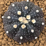 Haworthia Echinopsis tubiflora Other