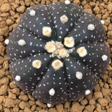 Haworthia Echinopsis tubiflora Other