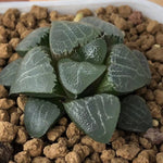 Haworthia Correcta 'Borax'