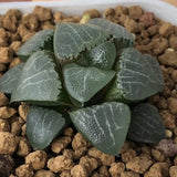 Haworthia Correcta 'Borax'