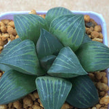 Haworthia Mutica var. nigra Other