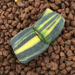 Haworthia Gasteria Variegated 'Junpei'