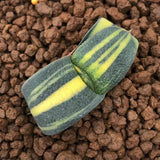 Haworthia Gasteria Variegated 'Junpei'