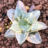 Haworthia Variegated 'Mutica'