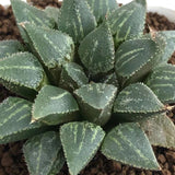 Haworthia Wimii Hell Envoy