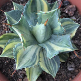 Haworthia 'Agave Potatorum variegated'