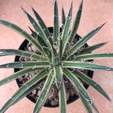 Haworthia 'Agave Schidigera variegated'