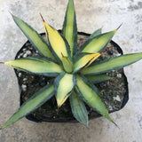 Haworthia 'Agave Burnt Burgundy'