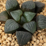 Haworthia Correcta 'Heart'