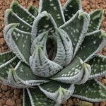 Haworthia Hard Leaf 'Kotei' 'Emperor'