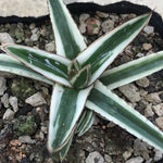 Haworthia 'Agave Victoria'