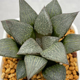 Haworthia Comptoniana 'Ice Crystal'