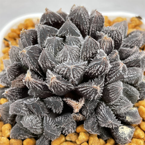 Haworthia Keganii x Haworthia  Cooperi var. Venusta Other