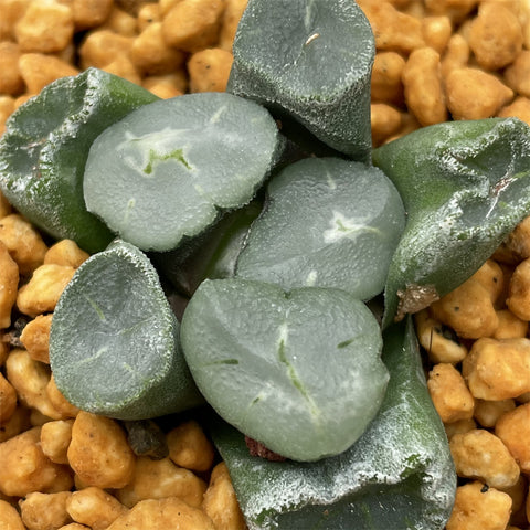 Haworthia Maughanii 'Corolla'