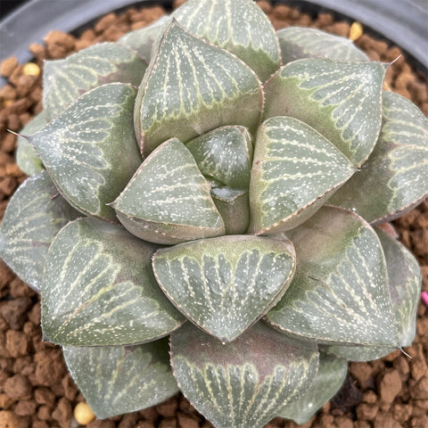 Haworthia Splendens