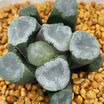 Haworthia Maughanii  'Residual snow' 'Remaining Snow'