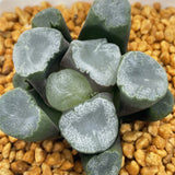 Haworthia Maughanii  'Residual snow' 'Remaining Snow'