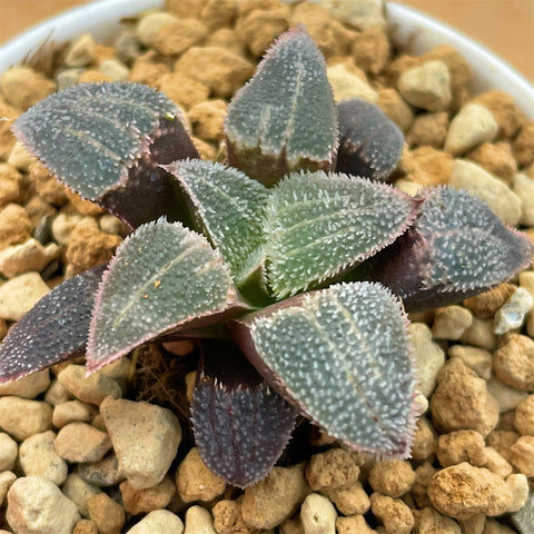 Haworthia Hybrid 'Purple Diamond' Plant from seeds