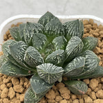 Haworthia Kyukyoku no Mirror Ball