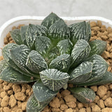Haworthia Kyukyoku no Mirror Ball
