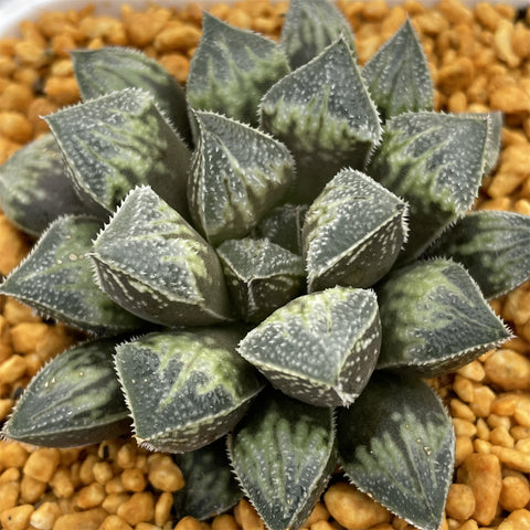 Haworthia Snowball Other