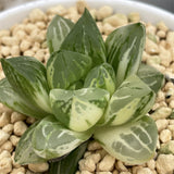 Haworthia Hybrid Green Lemon variegated