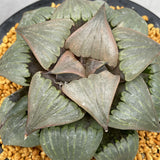 Haworthia Badia 'Kobiotori' Big size