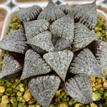 Haworthia Picta