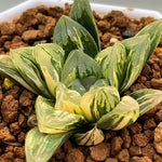 Haworthia Flower Crystal Variegated Plant from offsets