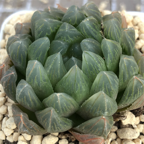 Haworthia Dragon Scales Other