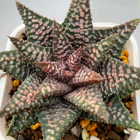 Haworthia Hard Leaf Nagoriyuki A mother plant