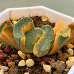 Haowrthia Truncata Onawa Reverse Variegated