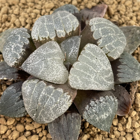 Haworthia Correcta 'Sealed With A Kiss'