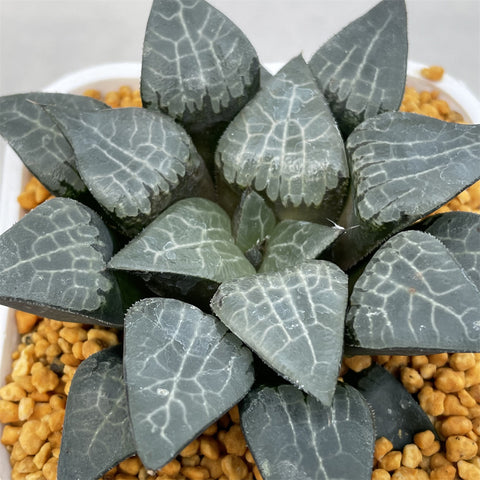 Haworthia Correcta Ice River