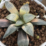 Haworthia Comptoniana Reverse Variegated