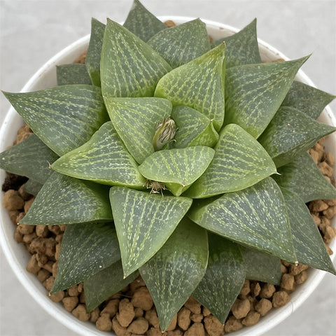 Haworthia Comptoniana Hybrid Seaweed