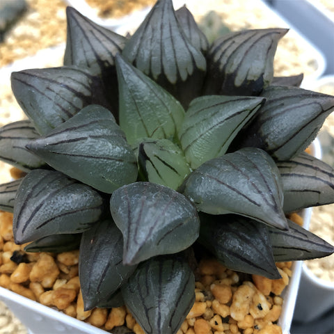 Haworthia Atrofusca Mutant Other