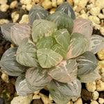 Haworthia Ghost Variegated