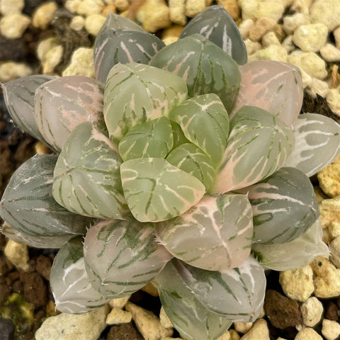 Haworthia Ghost Variegated