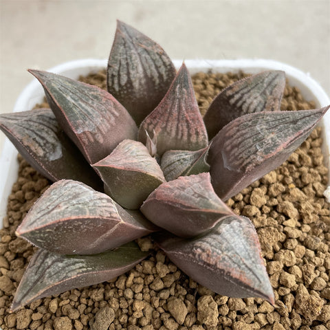 Haworthia Badia 'Benigasumi'