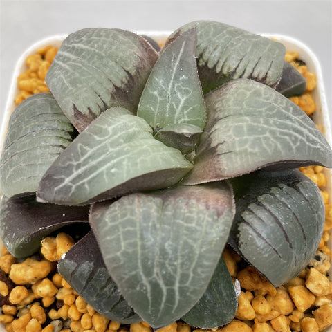 Haworthia 'Springbokvlakensis' Other