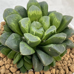 Haworthia Hybrid Popular